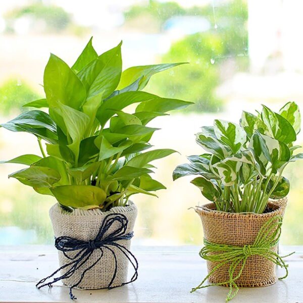 Combo pack of Jade pothos and verigated Jade pothos in pot