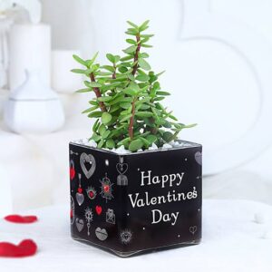 Jade plant in a  square ceramic pot