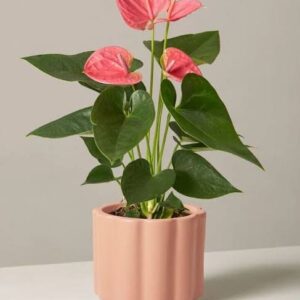Anthurium plant in  5” ceramic pot