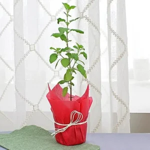 Tulsi plant gift for valentine day in nursery pot