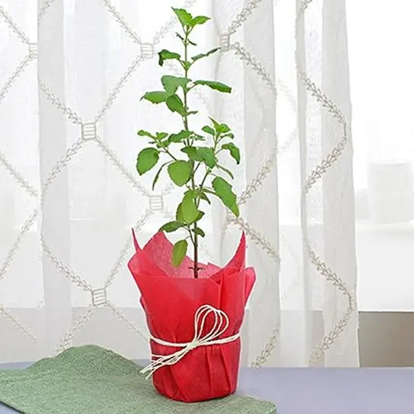 Tulsi plant gift for valentine day in nursery pot