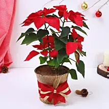 Poinsettia plant decorated with jute fabricin a pot  ( medium size)