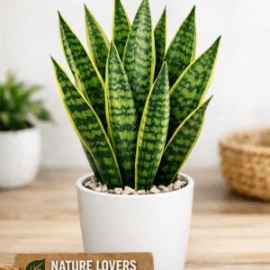 Sansevieria Trifasciata (Green Snake Plant)