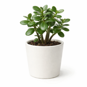 lush jade plant potted in 4" glass ceramic pot