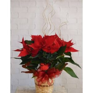 Poinsettia plant in pot for gifting