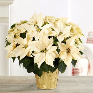 Full White Anthurium plant in a pot