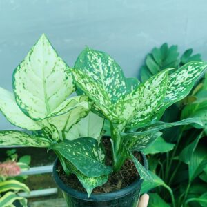 Aglonema green in a nursery pot