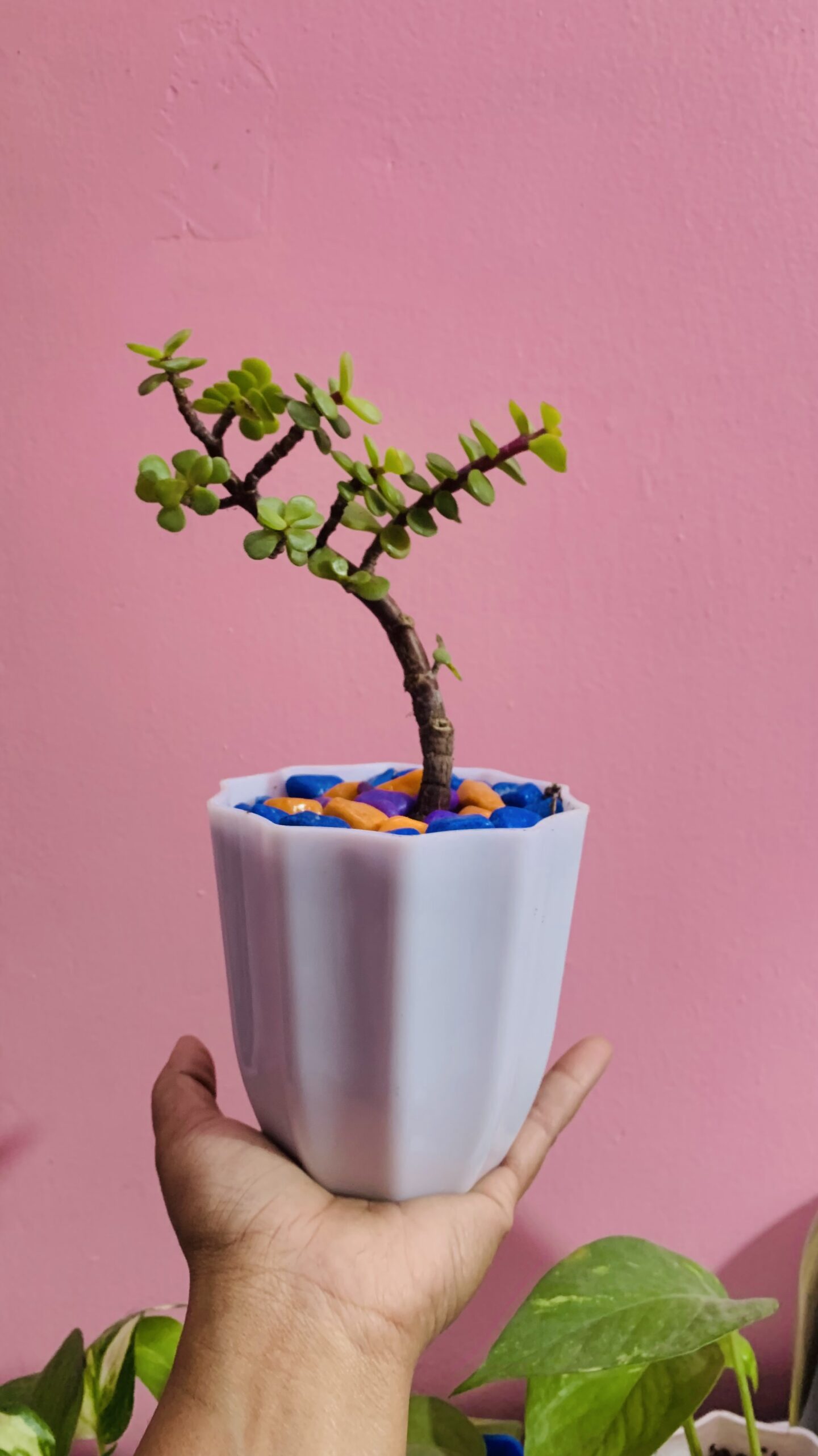 Customised indoor plant in cool mini pot for gifting - Image 3
