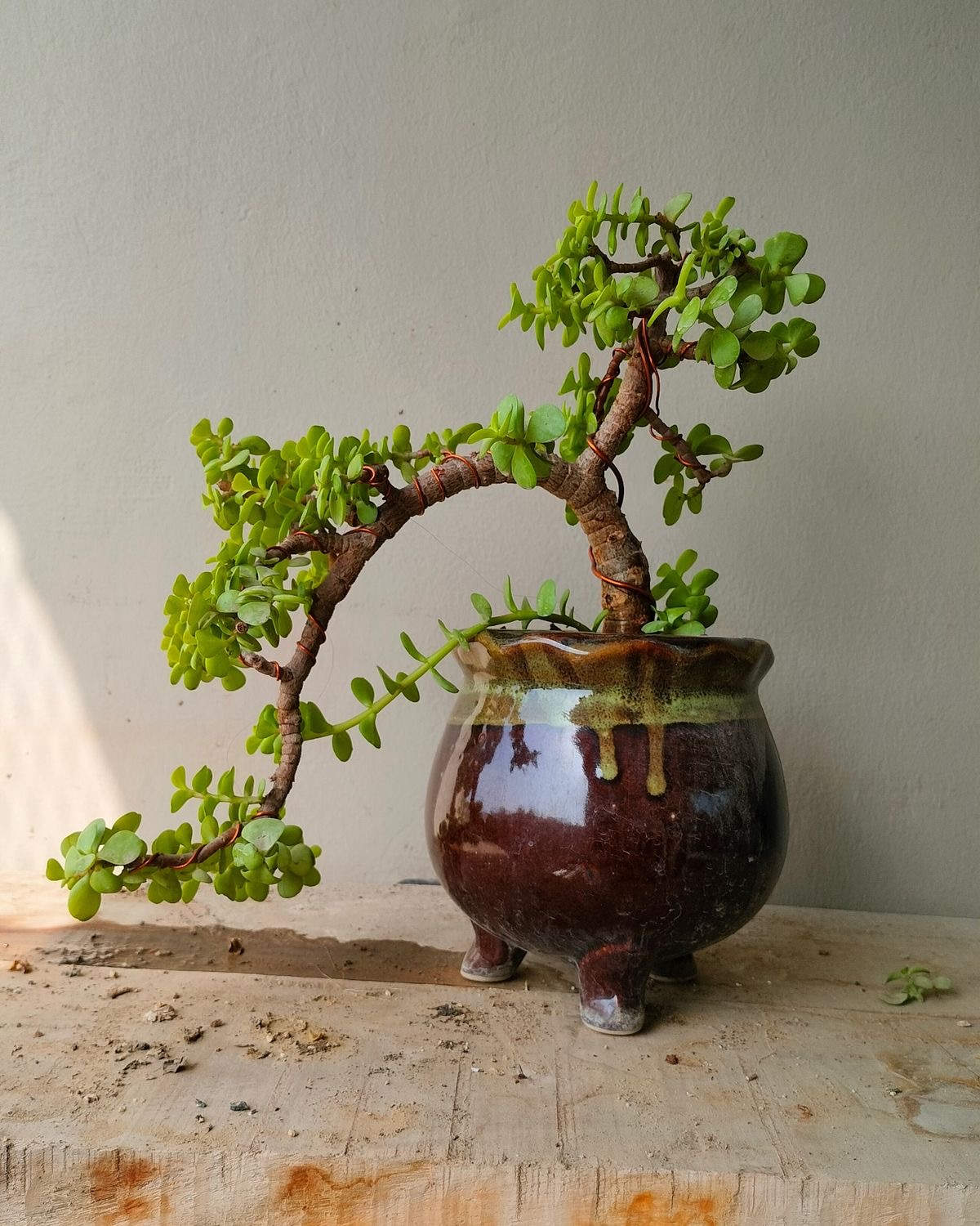 Jade bonsai in ceramics pot