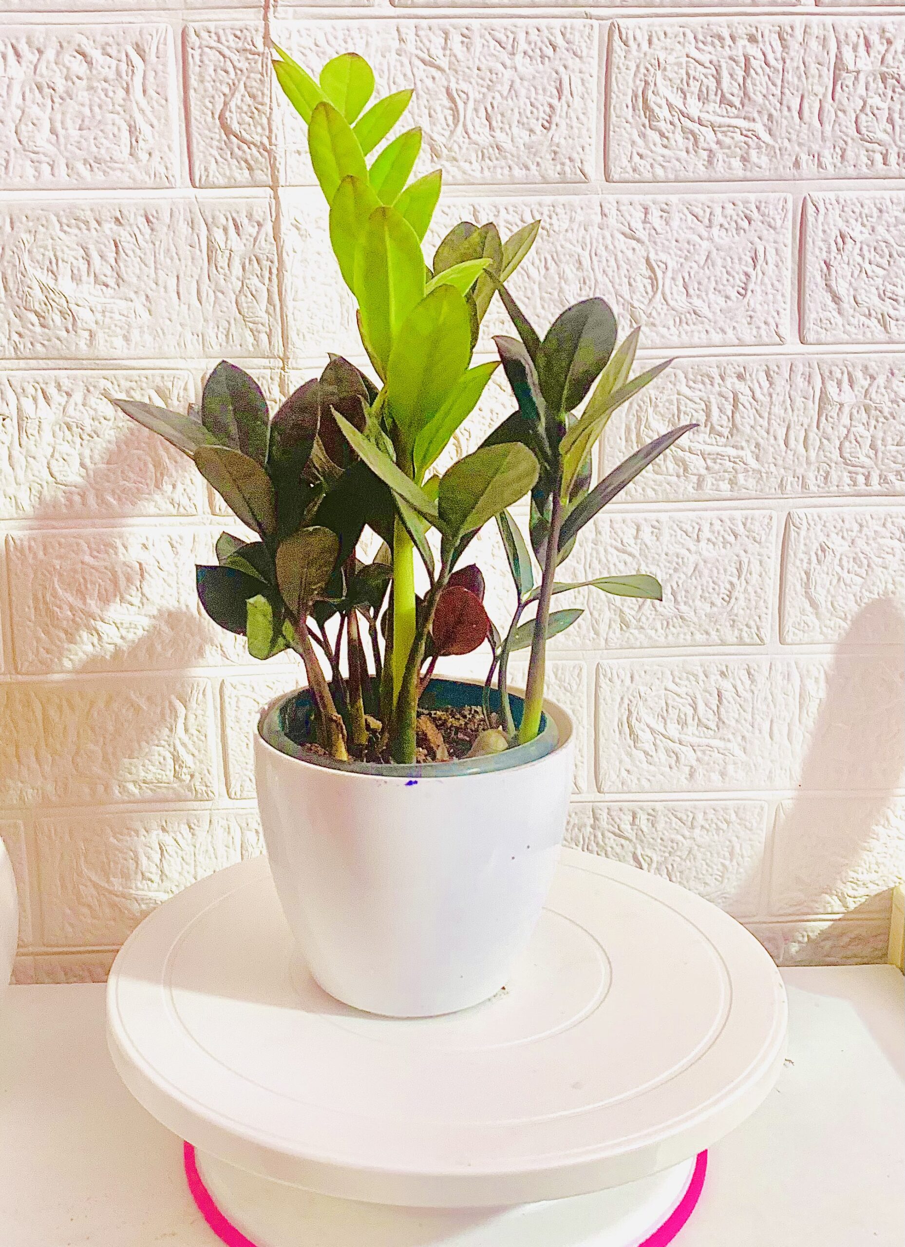 Customised indoor plant in cool mini pot for gifting - Image 5