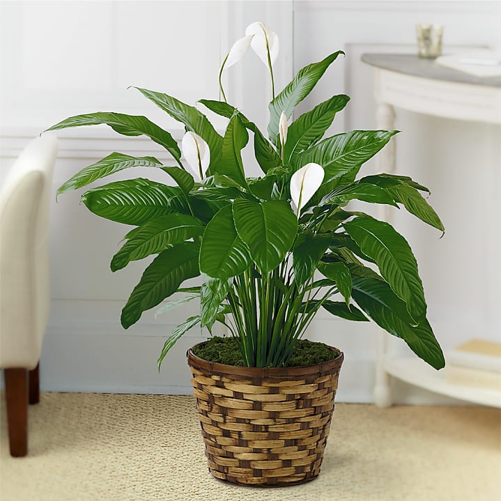 Customised indoor plant in cool mini pot for gifting - Image 4