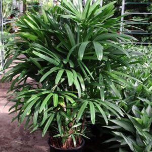 Big bushy  Rappish palm in poly bag ( 3 to 4 feet)