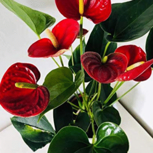 Anthurium plant in  nursery pot