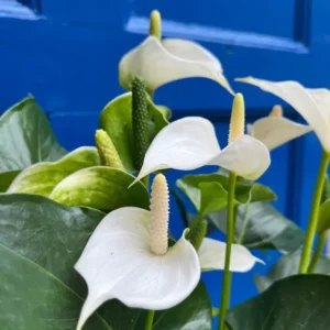 White Anthurium plant in nursery pot