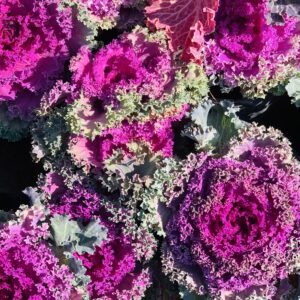 Ornamental cabbage