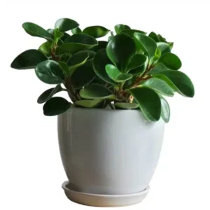 Baby rubber plant/ Peperomia o tusifolia in poly bag