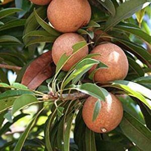 Chikoo plant in poly bag