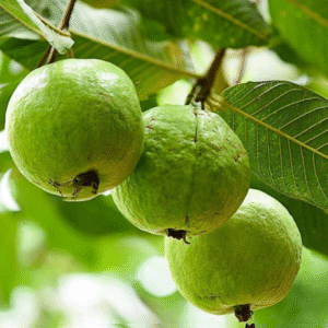 Allahabad safeda Guava plant in poly bag ( 2 to 3 feet)