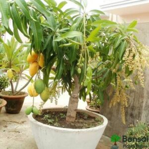 fruit plants