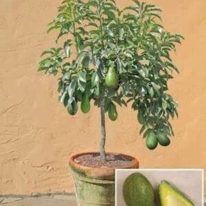 Grafted green Avacado fruit plant in poly bag