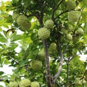 grafted Sharifa ka paudha / custard apple plant in poly bag