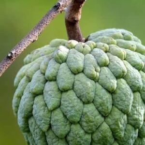 Sharifa ka paudha/custard apple in poly bag