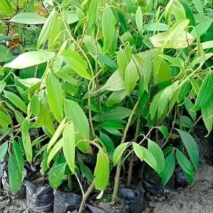 tejpatta ka paudha/ bay leaves plant in poly bag