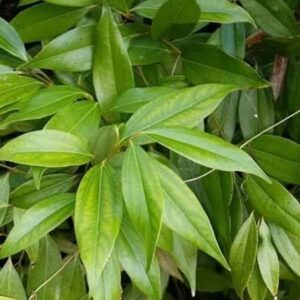 Tejpatta ka paudha in poly bag