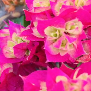 Grafted double color bougainville plant in pot