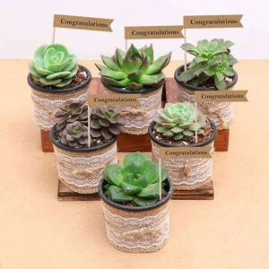Decorated pack of 6 succulents in nursery pot for gifting