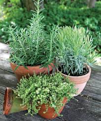 rosemerry plant in poly bag