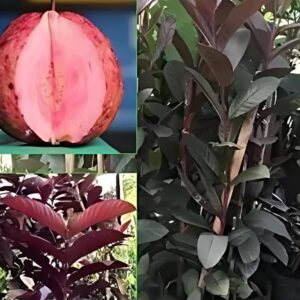 Grafted black diamond/red guava plant in poly bag