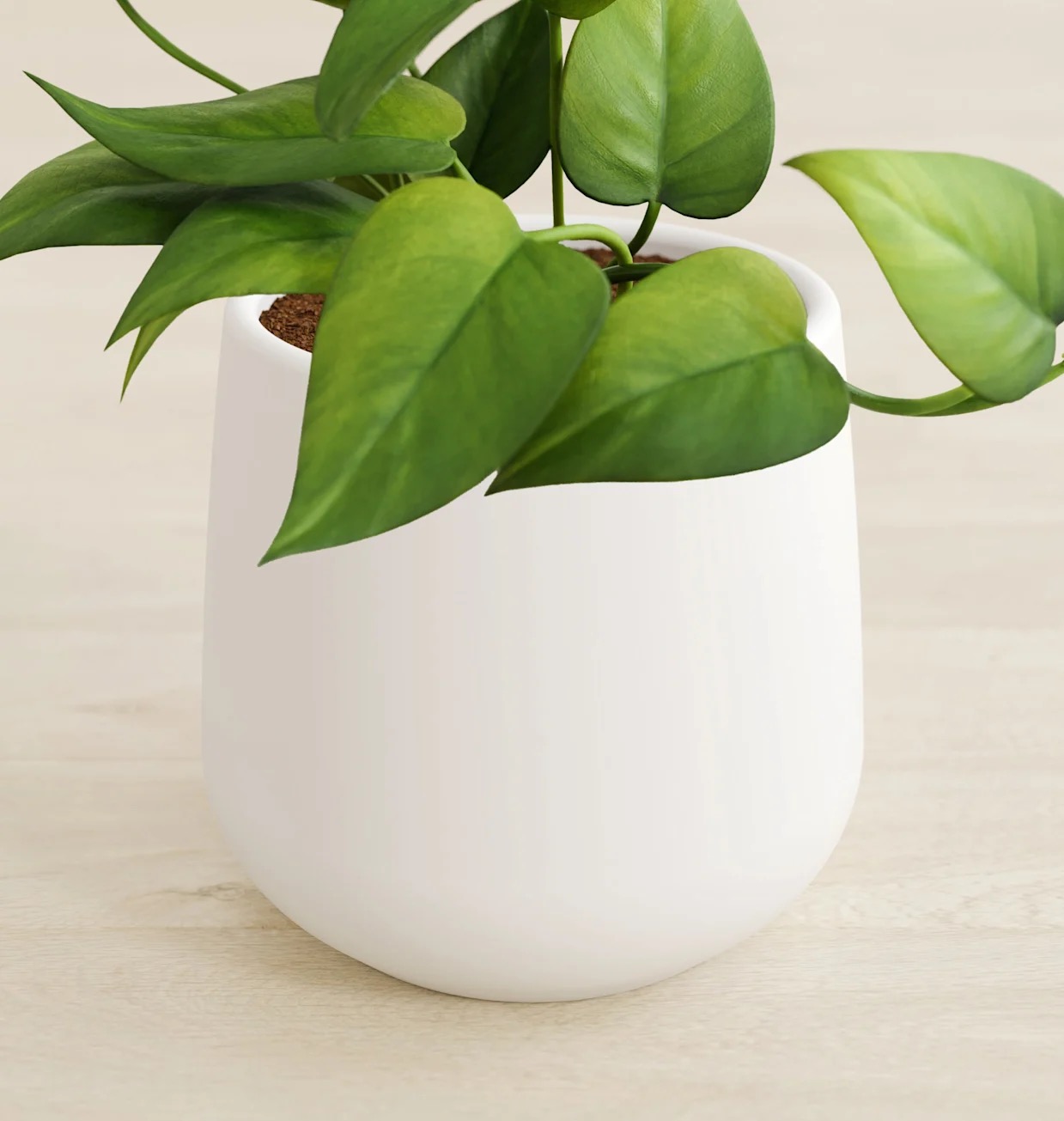 Image 11 Tropical Breeze