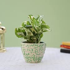 variegated jade pothos in green 4" ceramic,ic pot