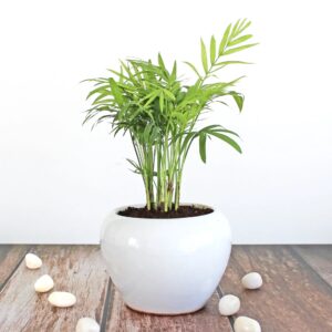 tabletop palm in 4" apple size  white ceramic pot