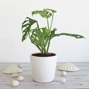 monstera delicosa / broken heart in cylinder 4" ceramic pot