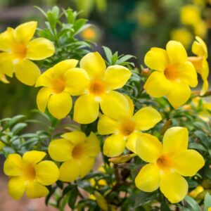 Healthy Allamanda Flowering Plant with bright yellow trumpet flowers growing in a garden landscape.