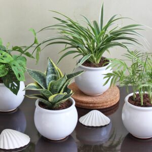 pack of 4 air purifier pant in handi shape ceramic pot ( broken heart, spider plant, table pal, sansevieria)
