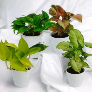 pack of 4 indoor plants  in cool mini plastic  pot(desi money plant,  Neo pothos, green syngonium, pink syngonium