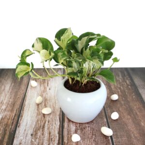 Manjula pothos/ money plant in white 4" ceramic pot
