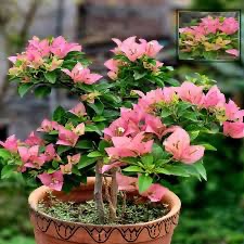 mature bushy bouganvillea plant in poly bag ( 1.5 to 3 feet)