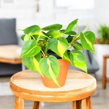 philodendron golden heart leaf in a white nursery pot
