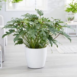Philodendron Xanadu plant in a poly bag