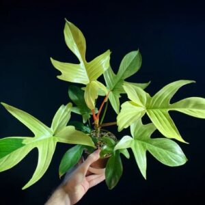 philodendron florida green