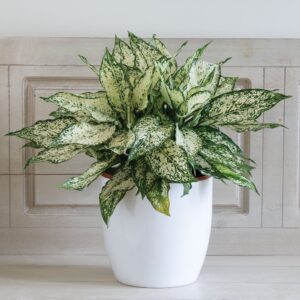 Chinese evergreen/ spring snow plant in premium 5' white pot