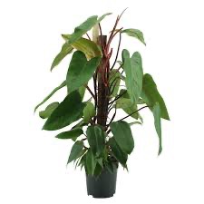 philodendron emerland