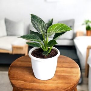 philodendron birkin in 4" nursery pot
