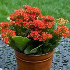 Hybrid mature  kalanchoe plant in pot