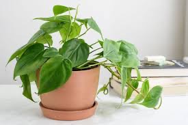 philodendron oxycardium green plant in poly bag