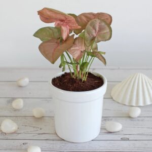 pink syngonium in a 4" ceramic pot